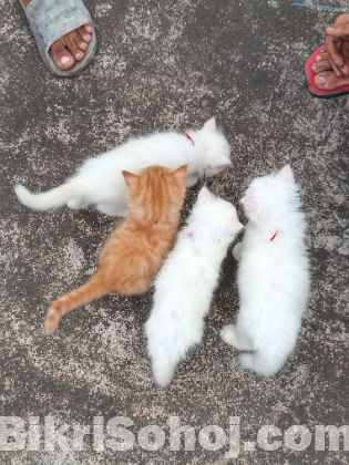 Persian cat
